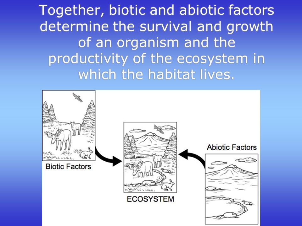 Together, biotic and abiotic factors determine the survival and growth of an organism and the productivity of the ecosystem in which the habitat lives.