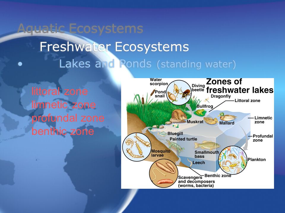 Aquatic Ecosystems Freshwater Ecosystems Lakes and Ponds (standing water) Aquatic Ecosystems Freshwater Ecosystems Lakes and Ponds (standing water) littoral zone limnetic zone profundal zone benthic zone