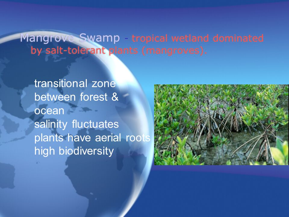 Mangrove Swamp - tropical wetland dominated by salt-tolerant plants (mangroves).