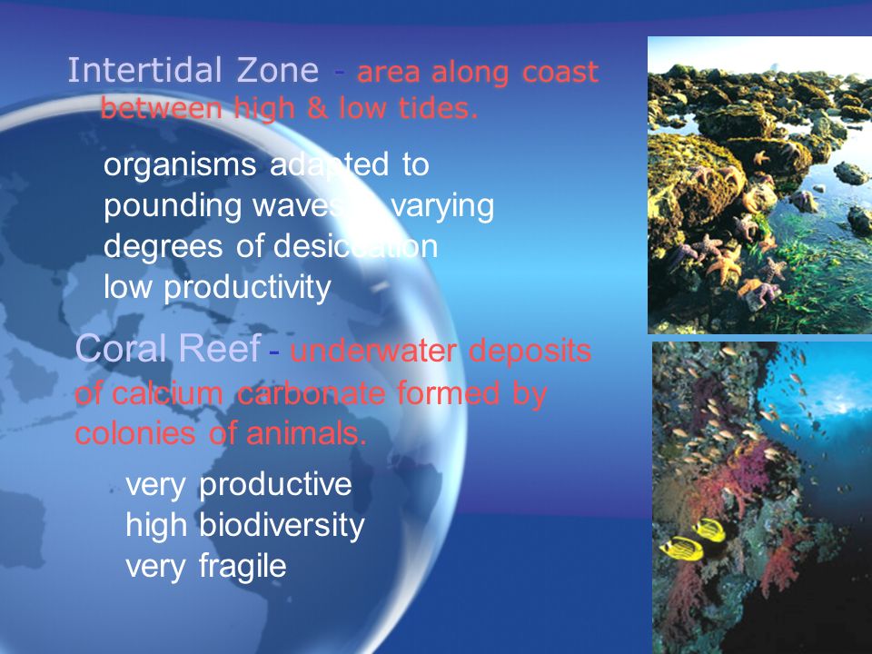 Intertidal Zone - area along coast between high & low tides.