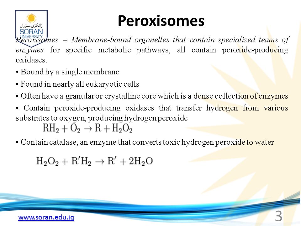 Peroxisomes Peroxisomes = Membrane-bound organelles that contain specialized teams of enzymes for specific metabolic pathways; all contain peroxide-producing oxidases.
