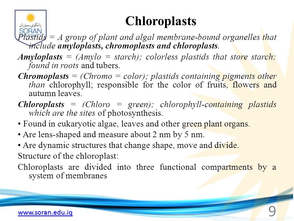 Chloroplasts Plastids = A group of plant and algal membrane-bound organelles that include amyloplasts, chromoplasts and chloroplasts.