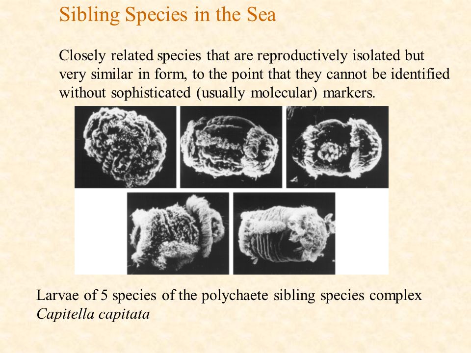 Sibling Species in the Sea Closely related species that are reproductively isolated but very similar in form, to the point that they cannot be identified without sophisticated (usually molecular) markers.