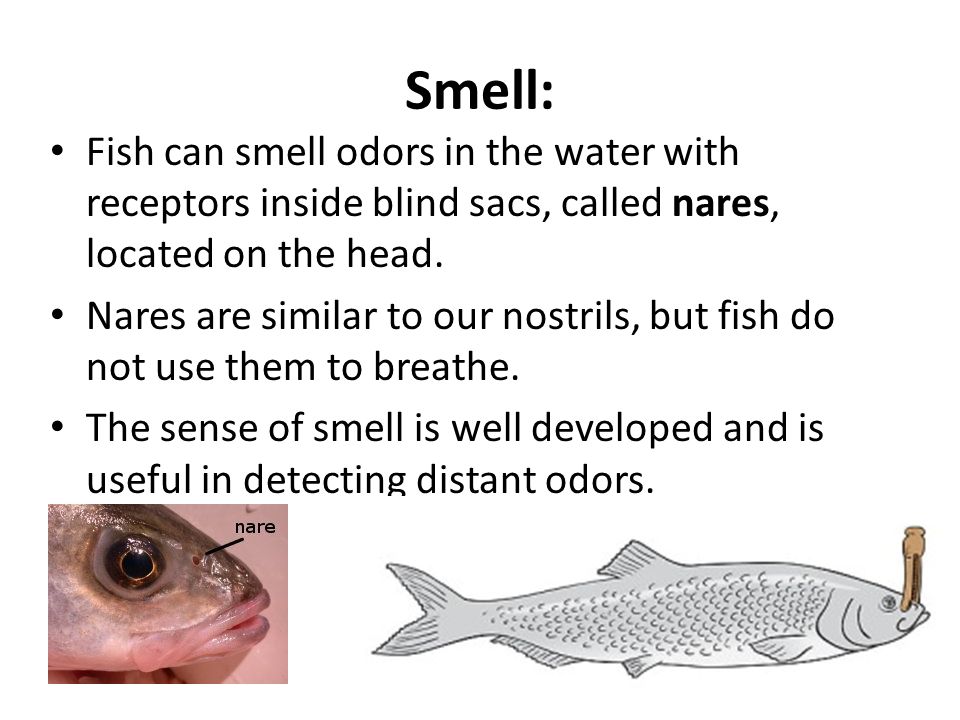 Introduction to Fish. What are Fish? Fish are aquatic vertebrates (animals  with backbones) with fins for appendages. They breathe by means of gills.  - ppt download