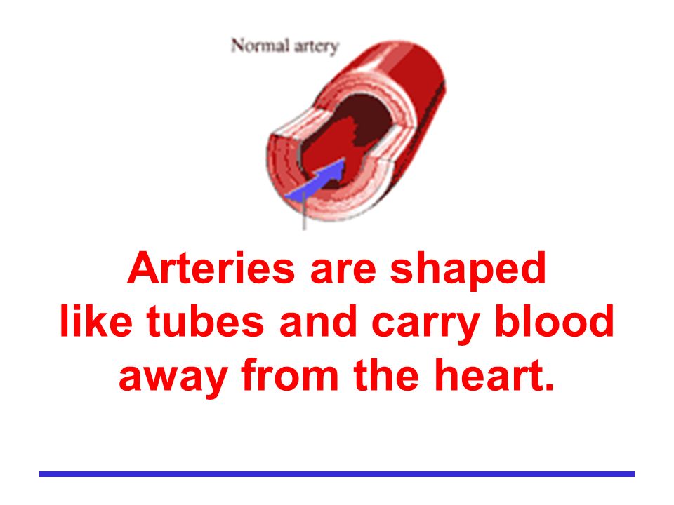 Arteries are shaped like tubes and carry blood away from the heart.
