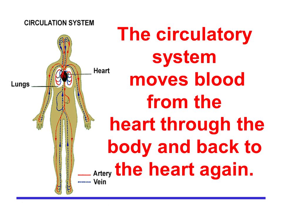 The circulatory system moves blood from the heart through the body and back to the heart again.
