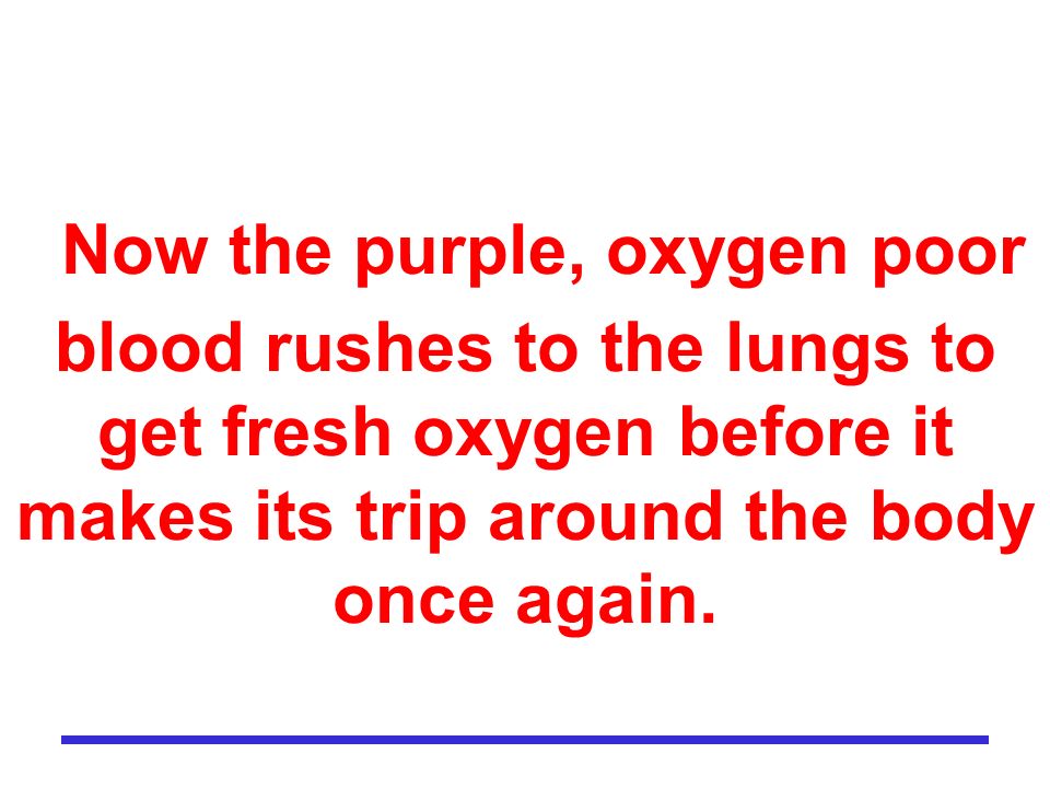 Now the purple, oxygen poor blood rushes to the lungs to get fresh oxygen before it makes its trip around the body once again.