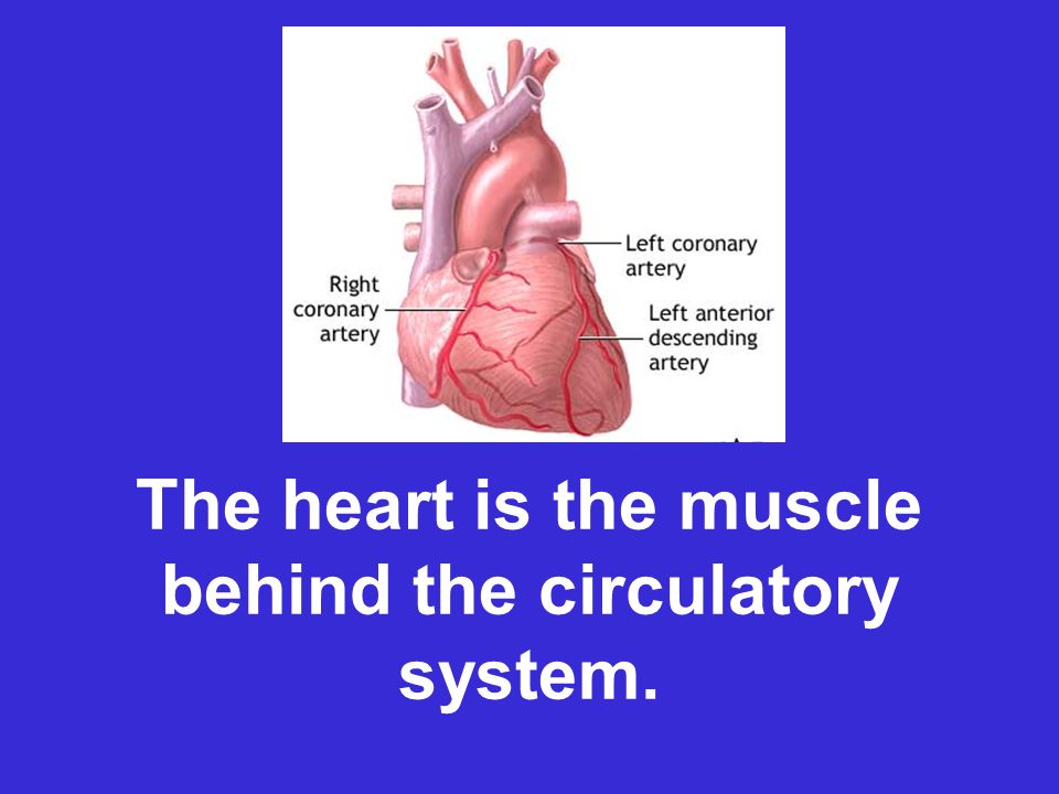 The heart is the muscle behind the circulatory system.