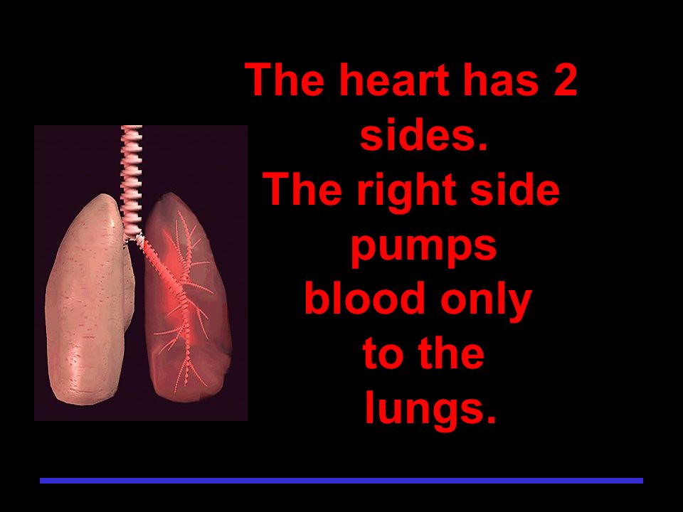 The heart has 2 sides. The right side pumps blood only to the lungs.