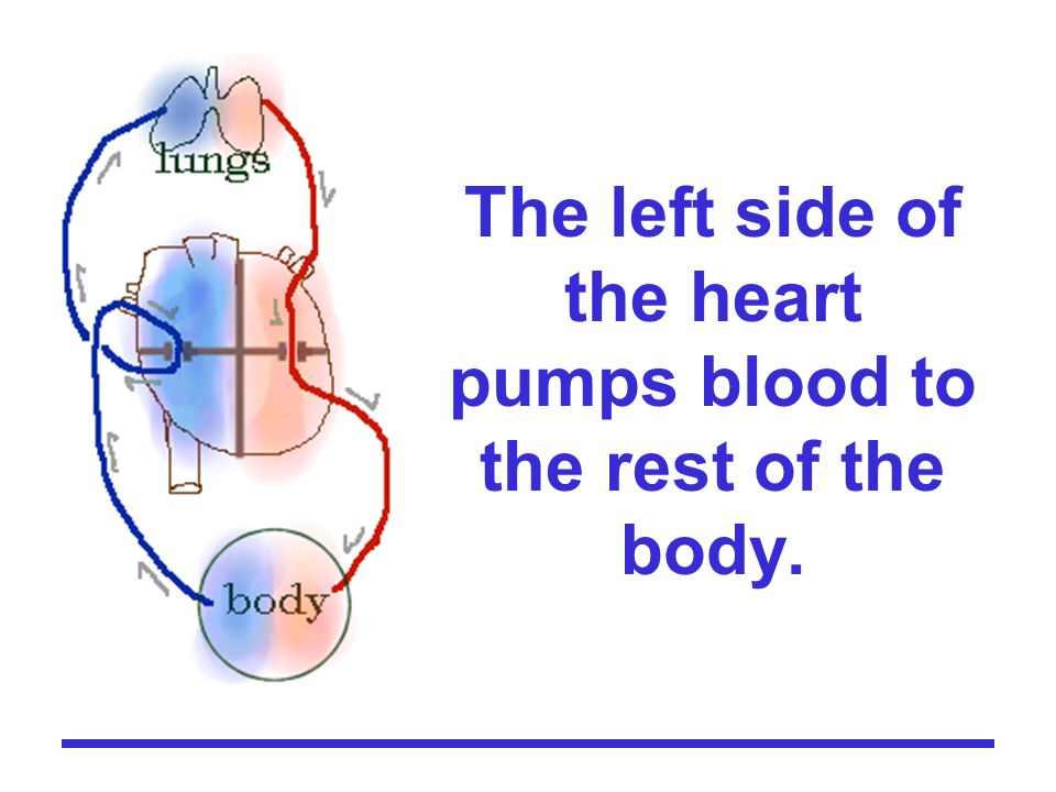 The left side of the heart pumps blood to the rest of the body.