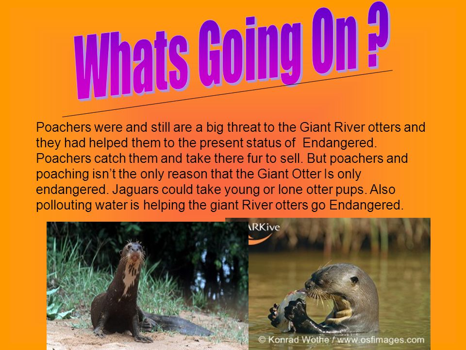 Hurry They Re Getting Hotter Rachel 15 The Endangered Giant River Otter Ppt Download Hurry They Re Getting Hotter Rachel 15 The Endangered Giant River Otter Ppt Download