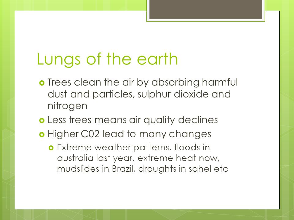 Lungs of the earth  Trees clean the air by absorbing harmful dust and particles, sulphur dioxide and nitrogen  Less trees means air quality declines  Higher C02 lead to many changes  Extreme weather patterns, floods in australia last year, extreme heat now, mudslides in Brazil, droughts in sahel etc