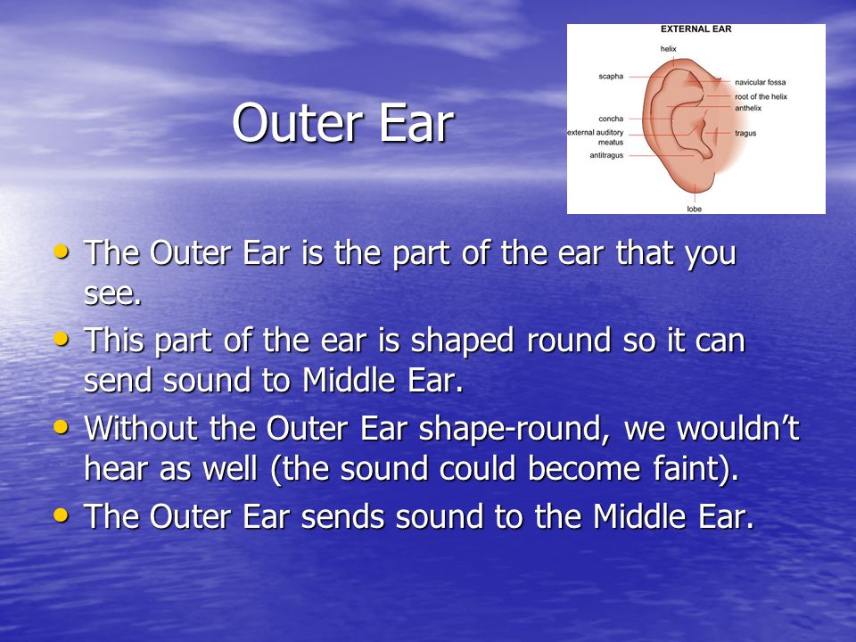 Outer Ear Outer Ear The Outer Ear is the part of the ear that you see.