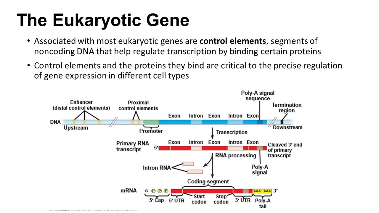 Eukaryotic Gene Expression Some genes are expressed in all cells all the ti...