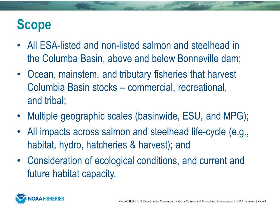 Scope All ESA-listed and non-listed salmon and steelhead in the Columba Basin, above and below Bonneville dam; Ocean, mainstem, and tributary fisheries that harvest Columbia Basin stocks – commercial, recreational, and tribal; Multiple geographic scales (basinwide, ESU, and MPG); All impacts across salmon and steelhead life-cycle (e.g., habitat, hydro, hatcheries & harvest); and Consideration of ecological conditions, and current and future habitat capacity.