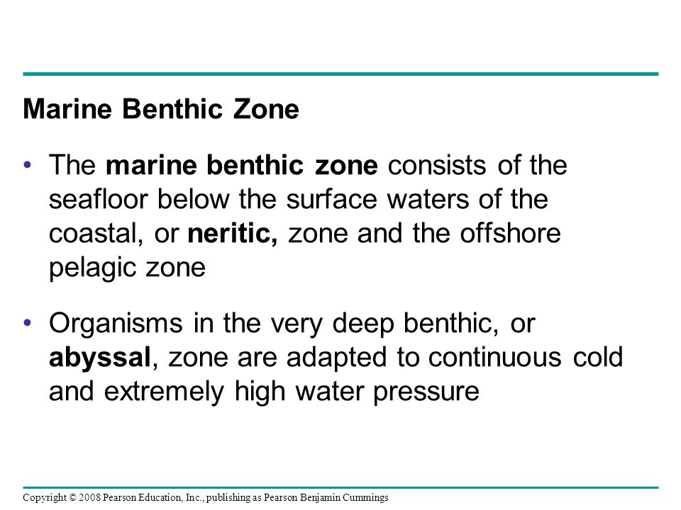 Copyright © 2008 Pearson Education, Inc., publishing as Pearson Benjamin Cummings Marine Benthic Zone The marine benthic zone consists of the seafloor below the surface waters of the coastal, or neritic, zone and the offshore pelagic zone Organisms in the very deep benthic, or abyssal, zone are adapted to continuous cold and extremely high water pressure