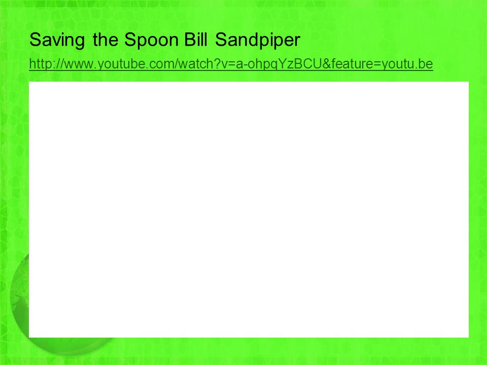 Saving the Spoon Bill Sandpiper   v=a-ohpqYzBCU&feature=youtu.be   v=a-ohpqYzBCU&feature=youtu.be