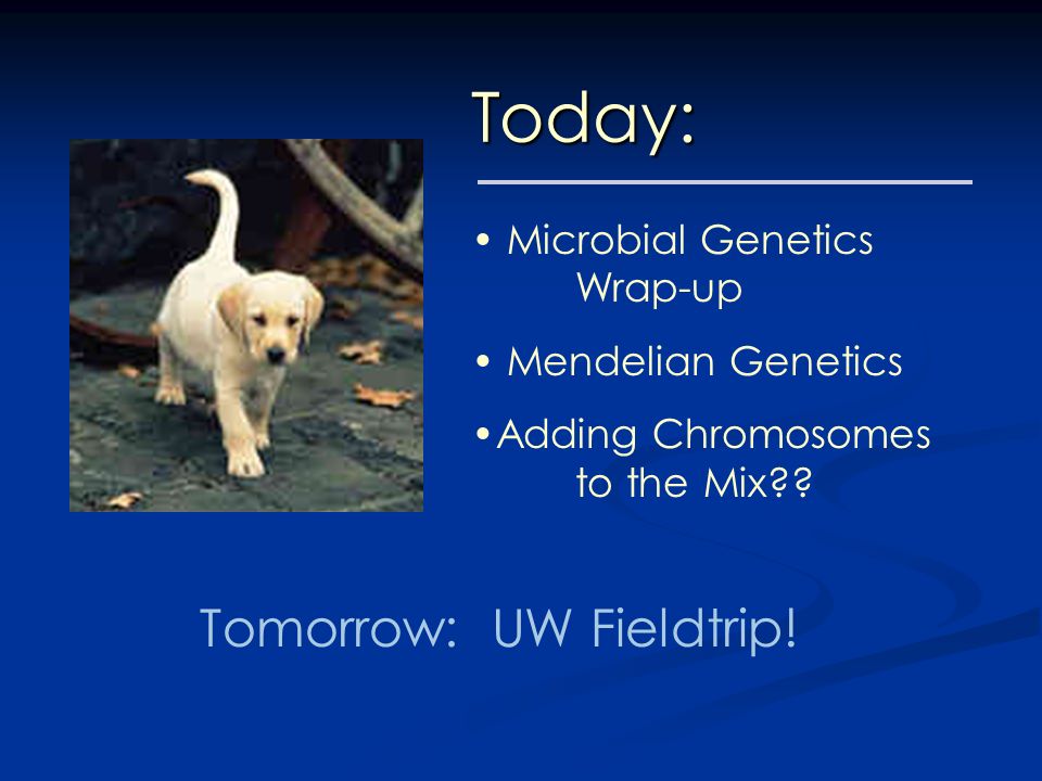 Today: Microbial Genetics Wrap-up Mendelian Genetics Adding Chromosomes to the Mix .