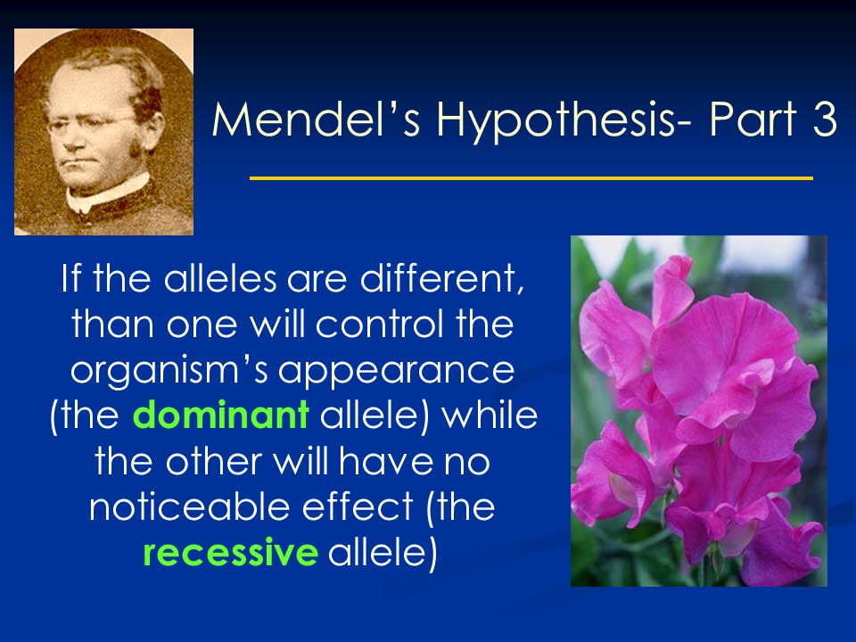 If the alleles are different, than one will control the organism’s appearance (the dominant allele) while the other will have no noticeable effect (the recessive allele) Mendel’s Hypothesis- Part 3