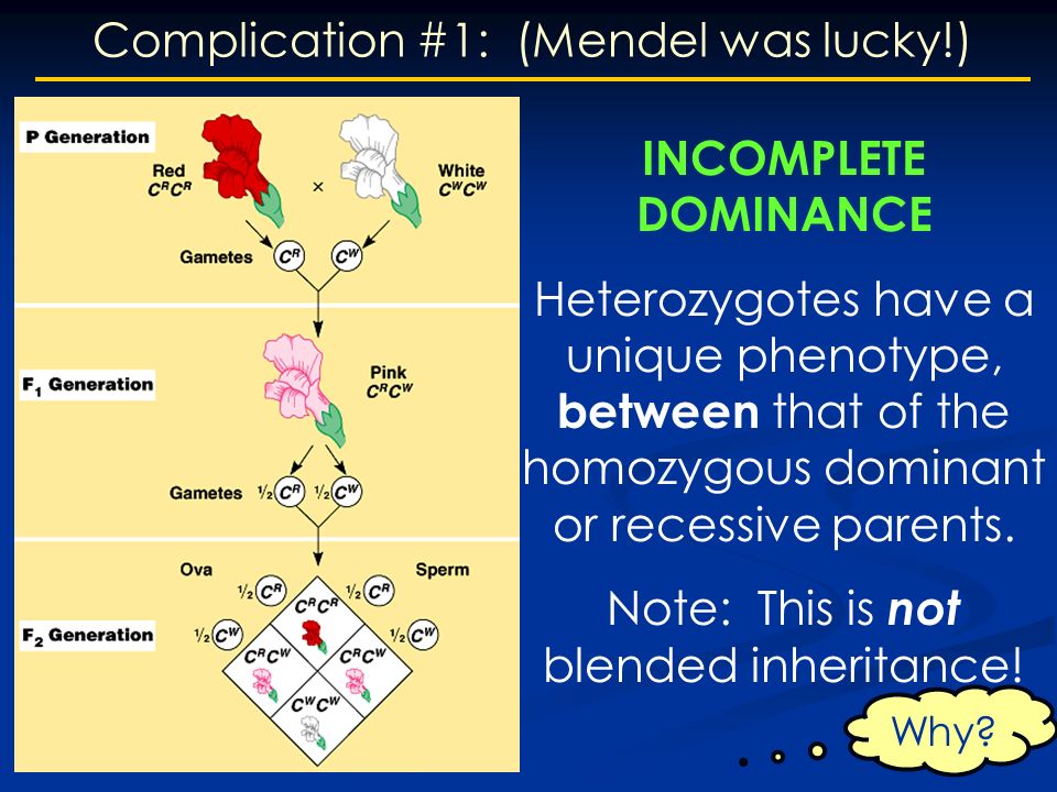 Complication #1: (Mendel was lucky!) INCOMPLETE DOMINANCE Heterozygotes have a unique phenotype, between that of the homozygous dominant or recessive parents.
