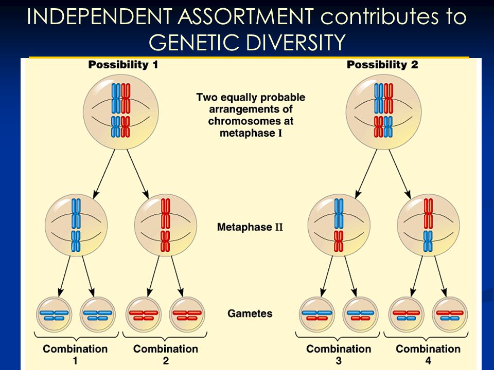 INDEPENDENT ASSORTMENT contributes to GENETIC DIVERSITY