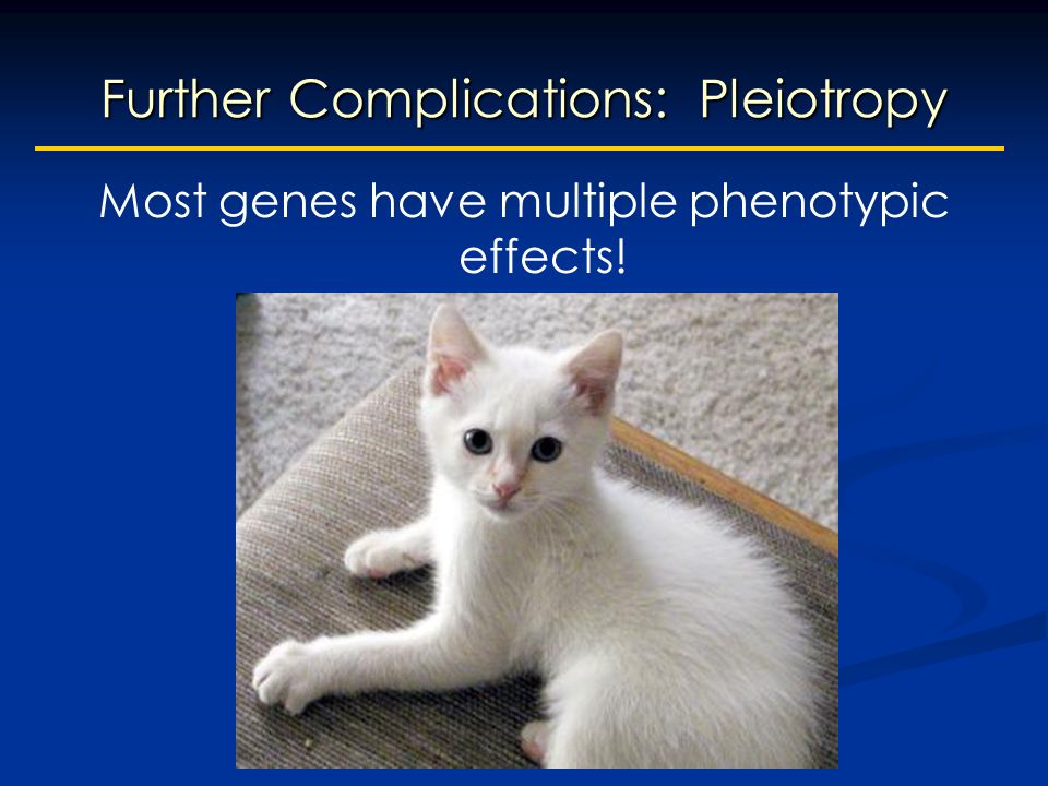 Further Complications: Pleiotropy Most genes have multiple phenotypic effects!