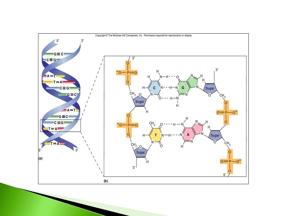 e.g. ATP e.g. DNA/ RNA Complementary base pairing DNA : A-T ; C-G RNA: A-U ; C-G;