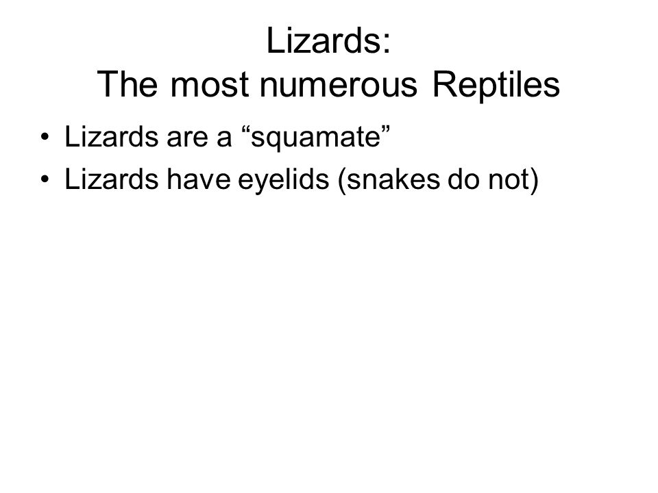 Lizards: The most numerous Reptiles Lizards are a squamate Lizards have eyelids (snakes do not)