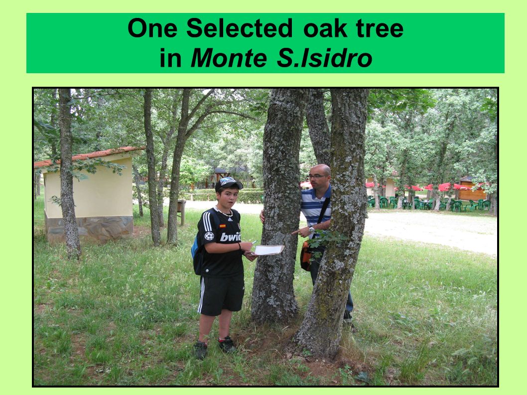 One Selected oak tree in Monte S.Isidro