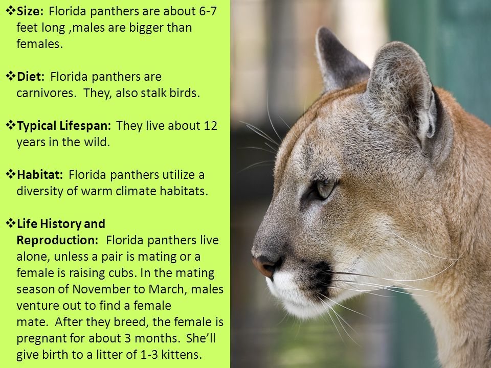 Florida panther There are many names for this species, but all