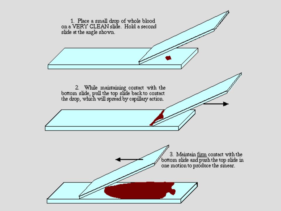 Very clean. Blood smear preparation.