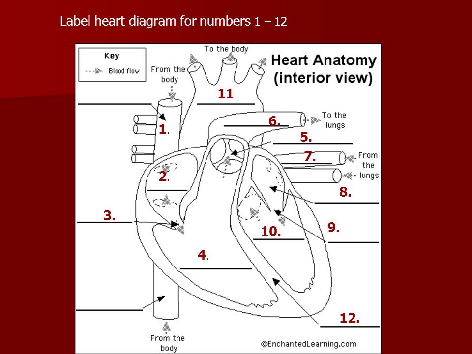 Circulatory System Label Heart Diagram For Numbers 1 Ppt