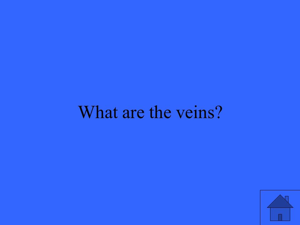 19 What are the veins