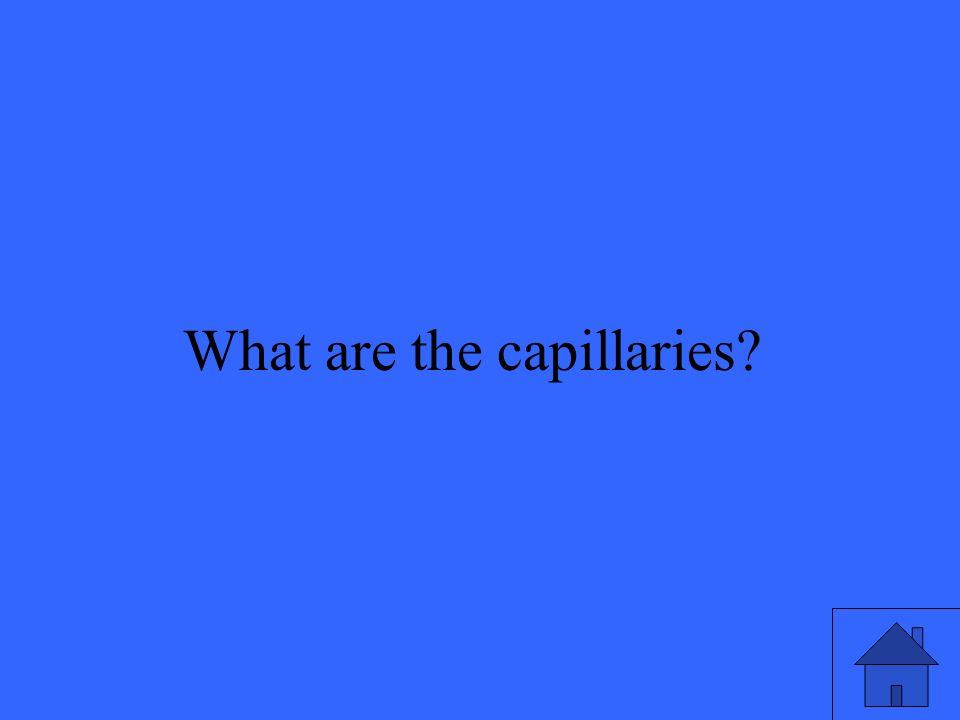 21 What are the capillaries