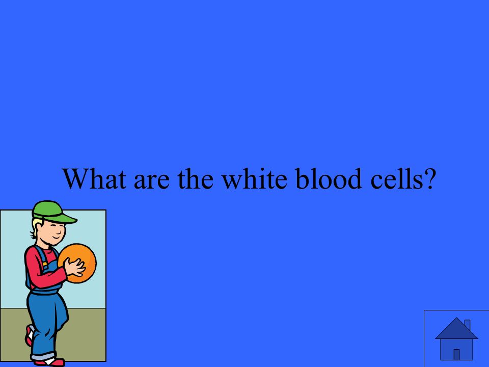 23 What are the white blood cells
