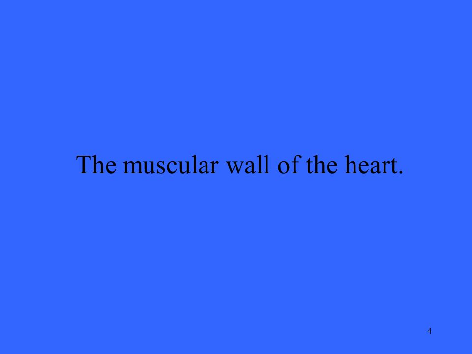 4 The muscular wall of the heart.