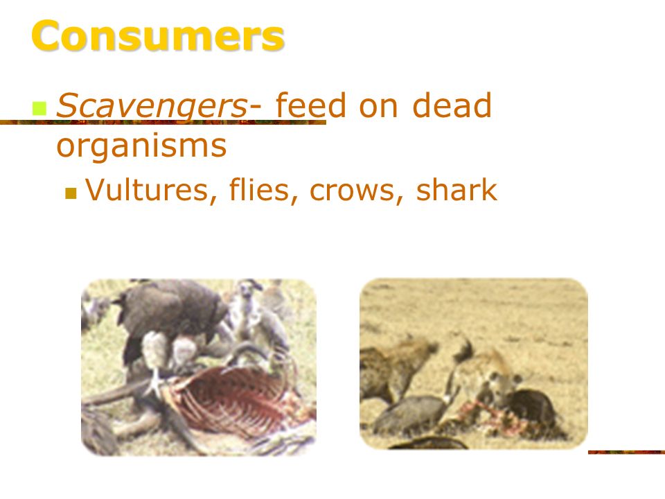 Consumers Omnivores- consumers that eat both plants and animals Ex: pigs, humans, bears