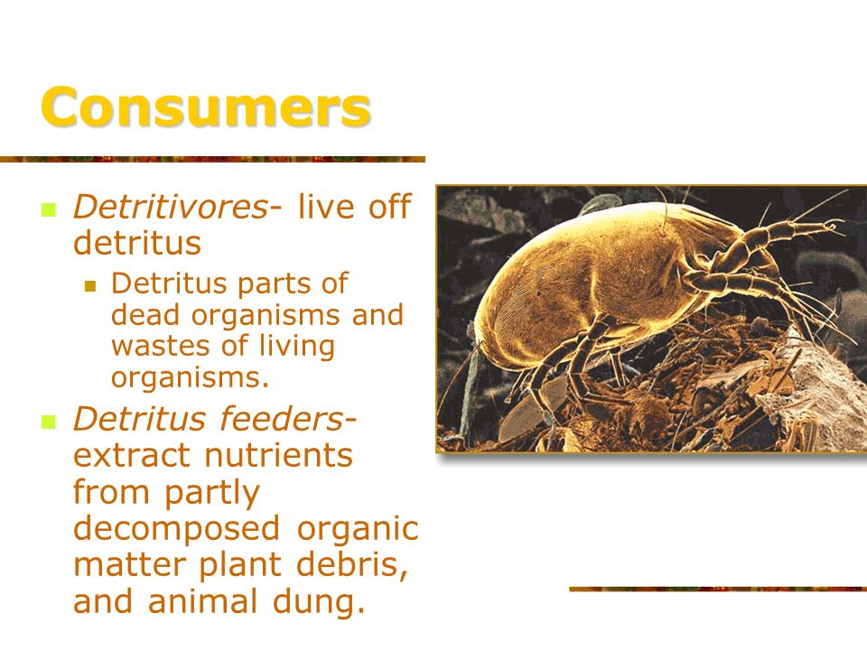 Consumers Scavengers- feed on dead organisms Vultures, flies, crows, shark
