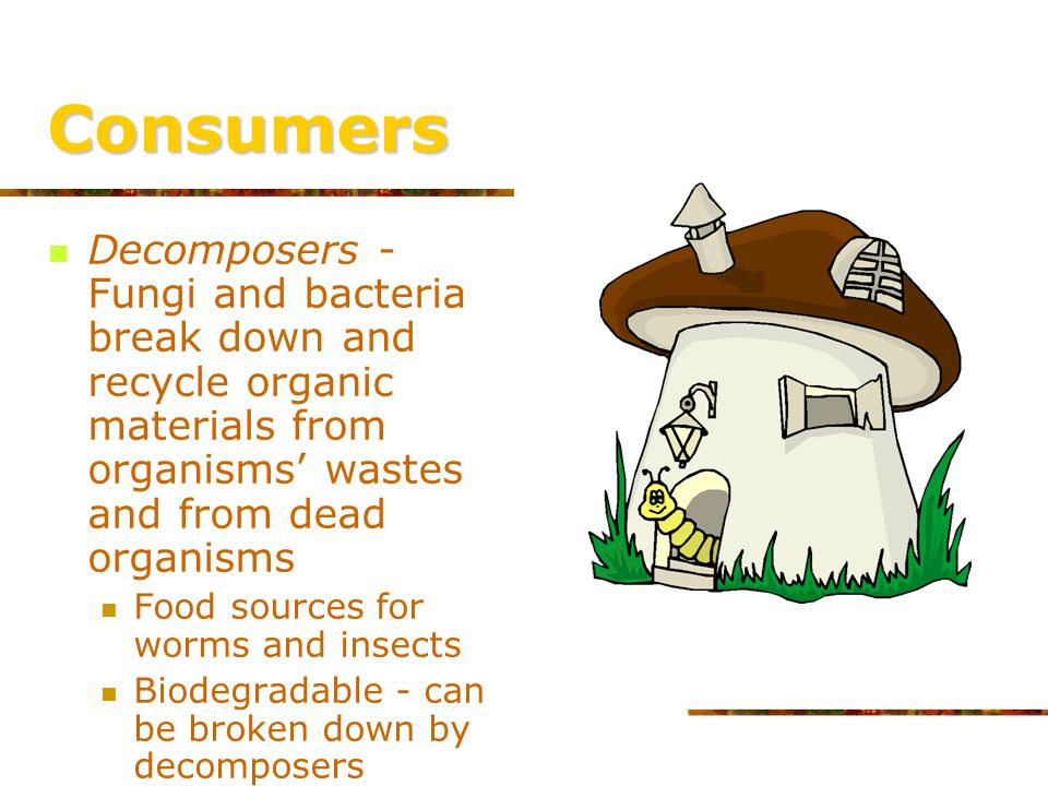 Consumers Detritivores- live off detritus Detritus parts of dead organisms and wastes of living organisms.