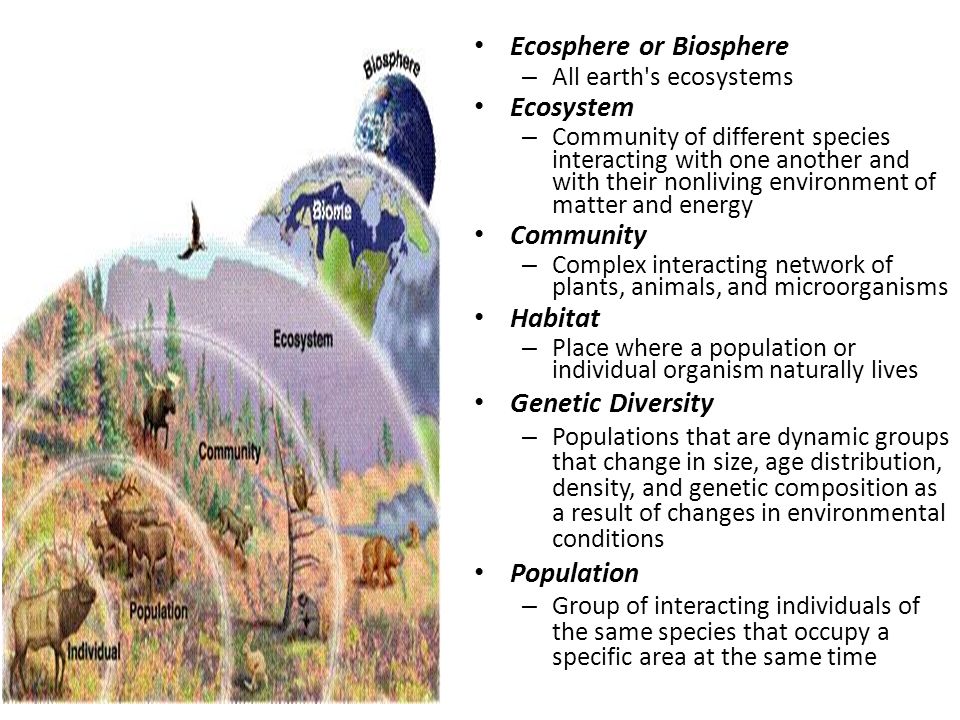 Ecology and Life Ecology and Life Ecology examines how organisms interact with their nonliving (abiotic) environment such as sunlight, temperature, moisture, and vital nutrients Ecology- study of relationships between organisms and their environment