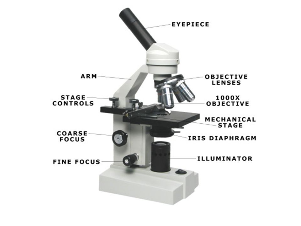 Parts of a Compound Light Microscope. Mirror / Light the light source for a  microscope, typically located in the base of the microscope. Most light. -  ppt download