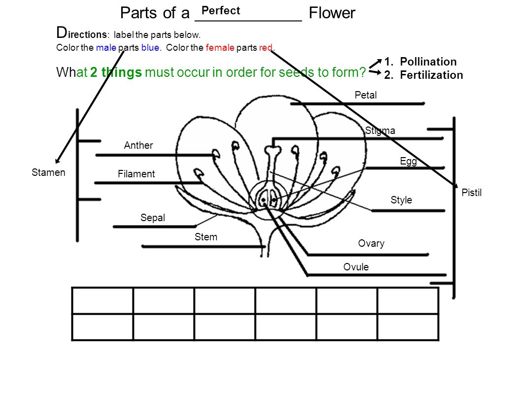Directions Fill In The Blanks Within This Chart From What Part Of A Plant Does Vascular Tissue Both Xylem And Phloem Arise In Order For Something Ppt Download