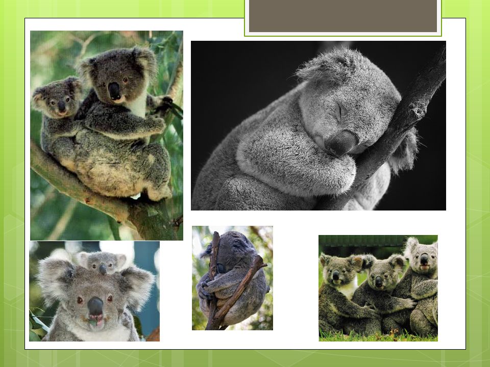 Koala  The koala is found in coastal regions of eastern and southern Australia  The word ‘koala’ comes from a traditional Aboriginal word meaning ‘doesn’t drink’  Koalas spend 90% of their time sitting in trees and only come down to the ground to move from tree to tree.