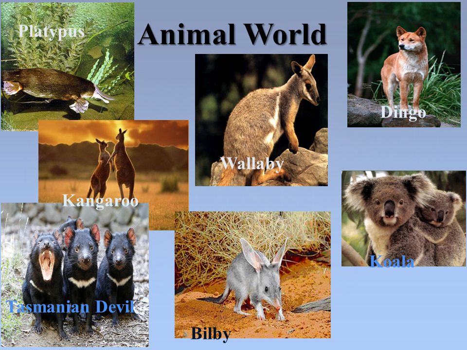 { Animal World Platypus Dingo Wallaby Kangaroo Tasmanian Devil Bilby Koala