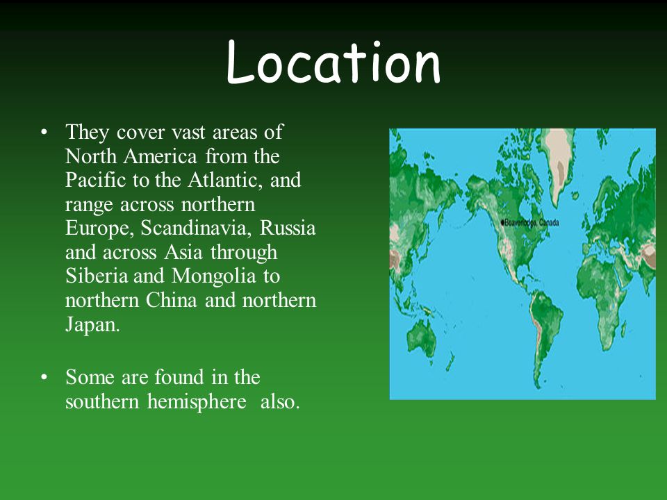 Location They cover vast areas of North America from the Pacific to the Atlantic, and range across northern Europe, Scandinavia, Russia and across Asia through Siberia and Mongolia to northern China and northern Japan.