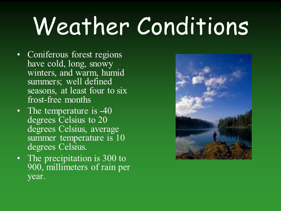 Weather Conditions Coniferous forest regions have cold, long, snowy winters, and warm, humid summers; well defined seasons, at least four to six frost-free months The temperature is -40 degrees Celsius to 20 degrees Celsius, average summer temperature is 10 degrees Celsius.