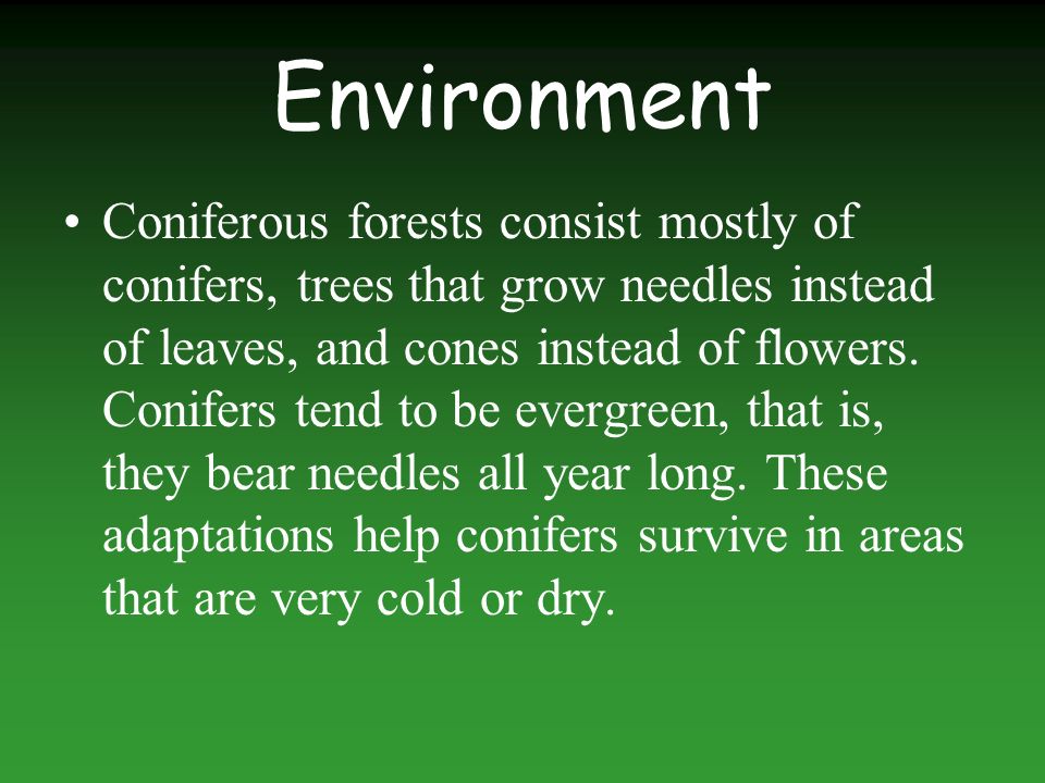 Environment Coniferous forests consist mostly of conifers, trees that grow needles instead of leaves, and cones instead of flowers.
