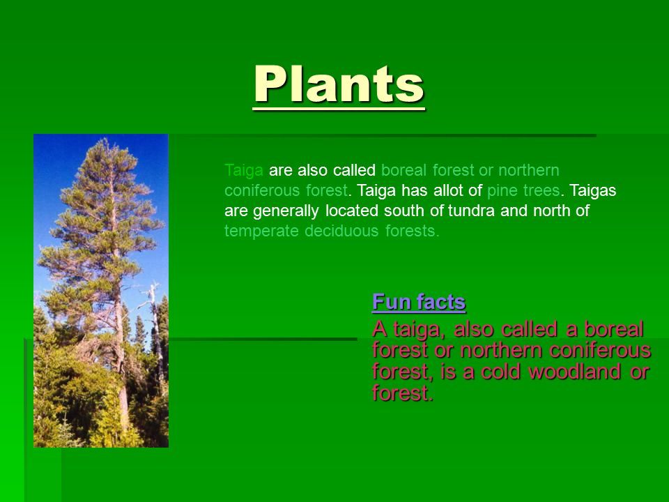 Plants Of The Taiga: A List Of Taiga Plants With Pictures & Facts