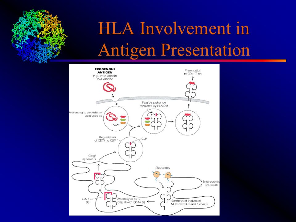 HLA Involvement in Antigen Presentation