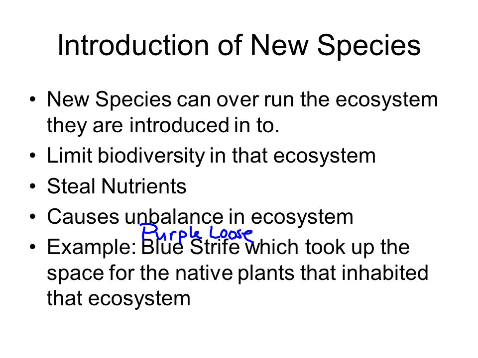 Introduction of New Species New Species can over run the ecosystem they are introduced in to.